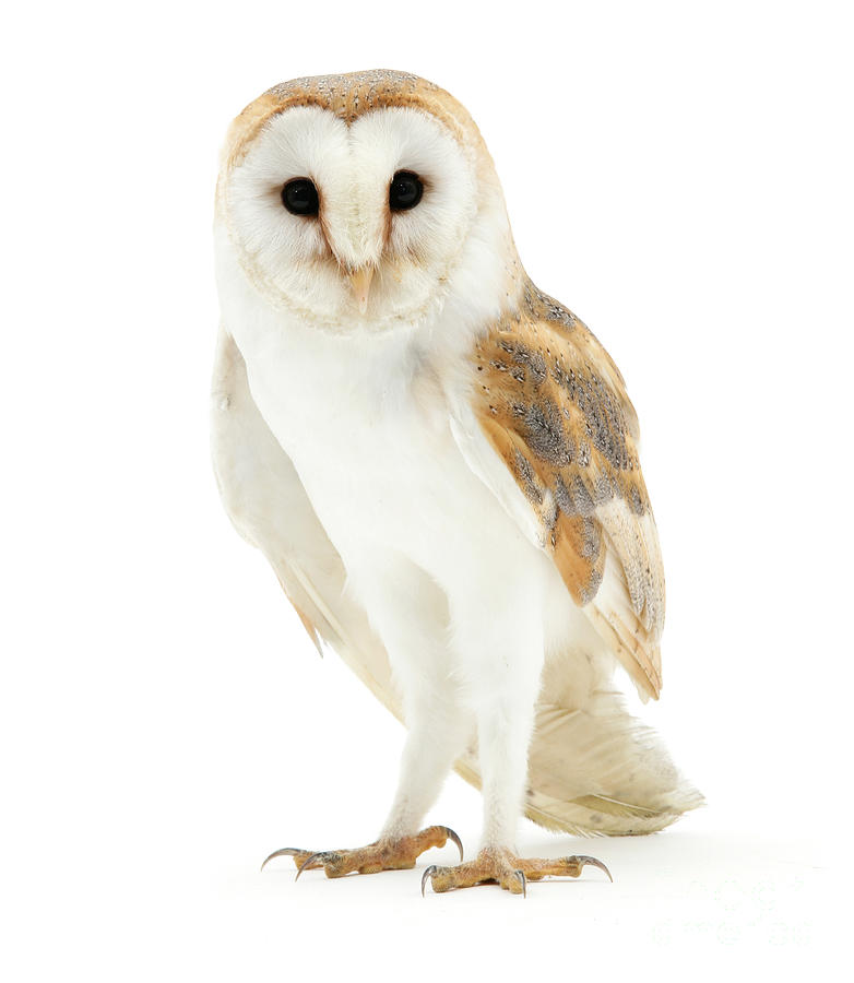 Barn Owl Photograph by Warren Photographic