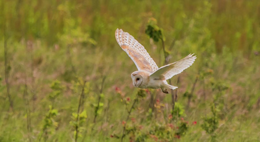 Barn Owl Photograph by Wendy Cooper