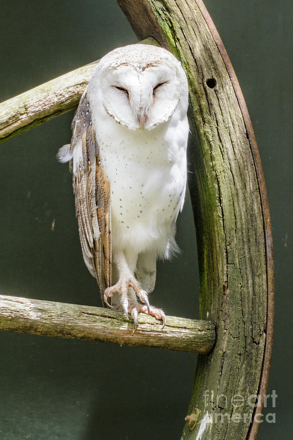 Barn Owl Photograph by Werner Padarin