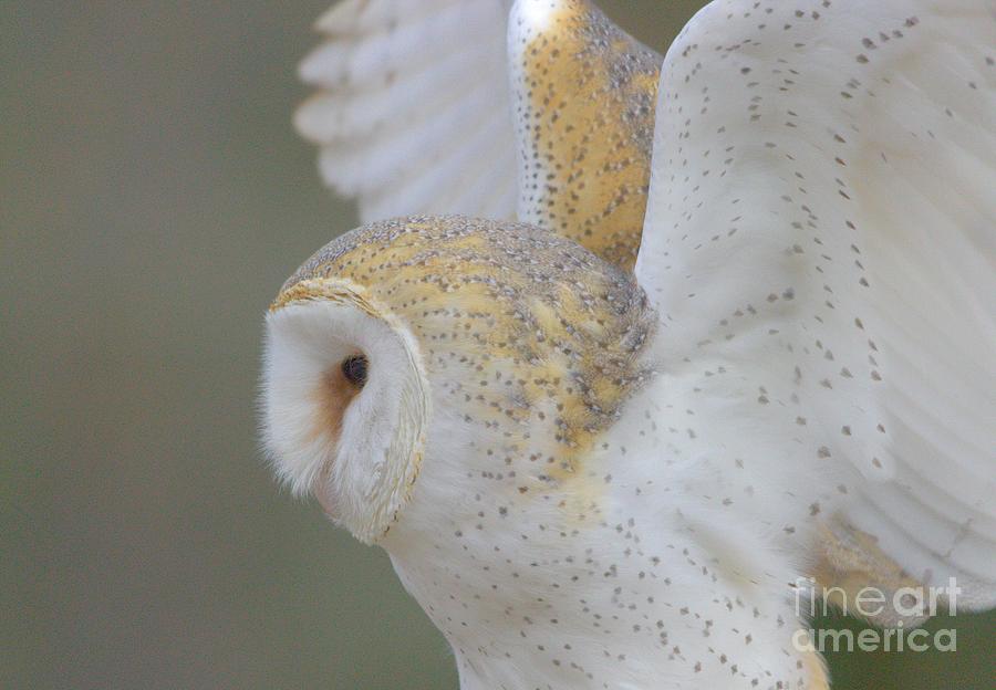 Barn Owl Wings 2280 Photograph By Paulette Thomas