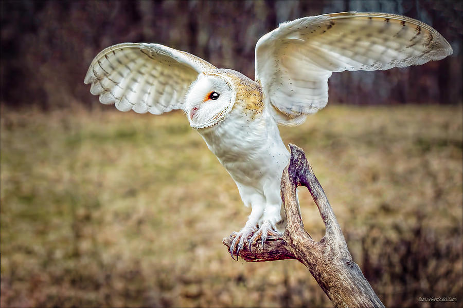 Barn Owl Wings Photograph by LeeAnn McLaneGoetz McLaneGoetzStudioLLCcom