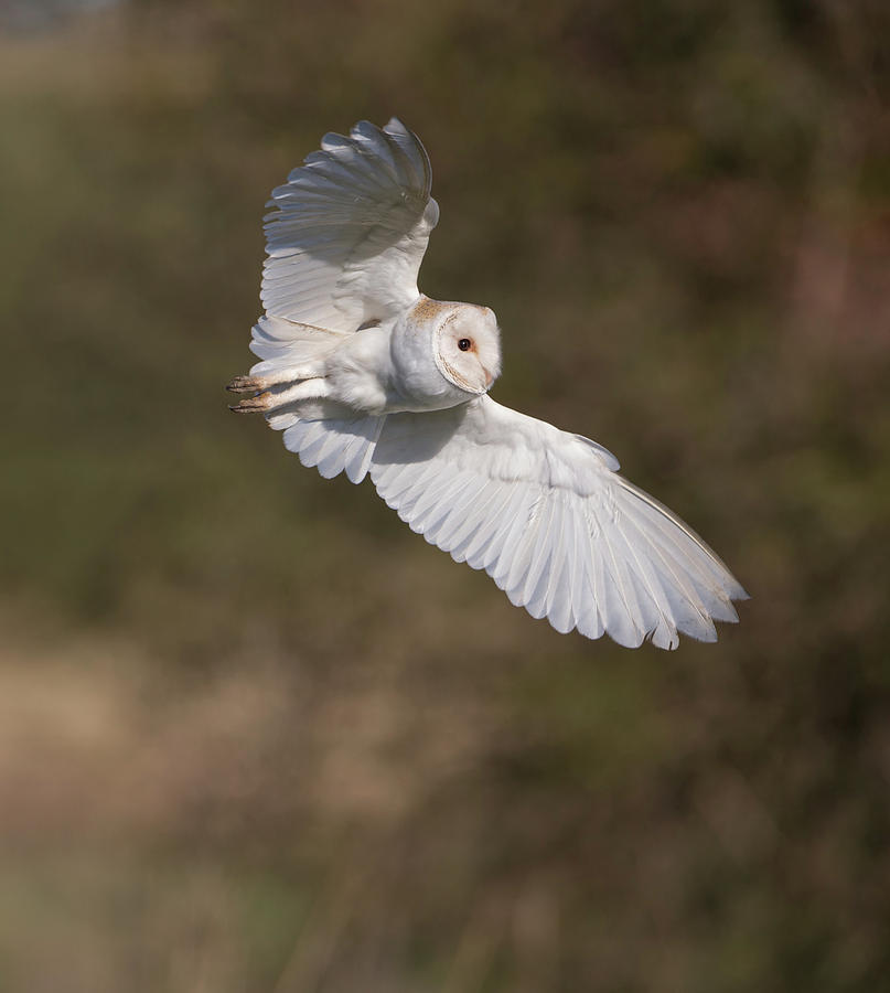 Barn Owl Wings Photograph by Pete Walkden