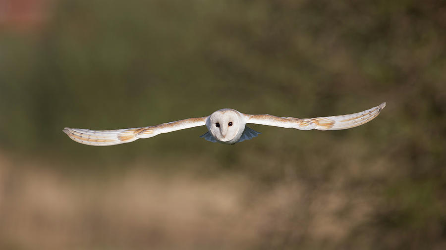 Barn Owl Wingspan Photograph by Pete Walkden