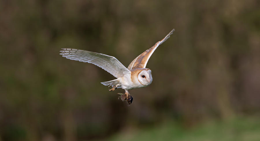 Barn Owl With Vole Photograph by Pete Walkden