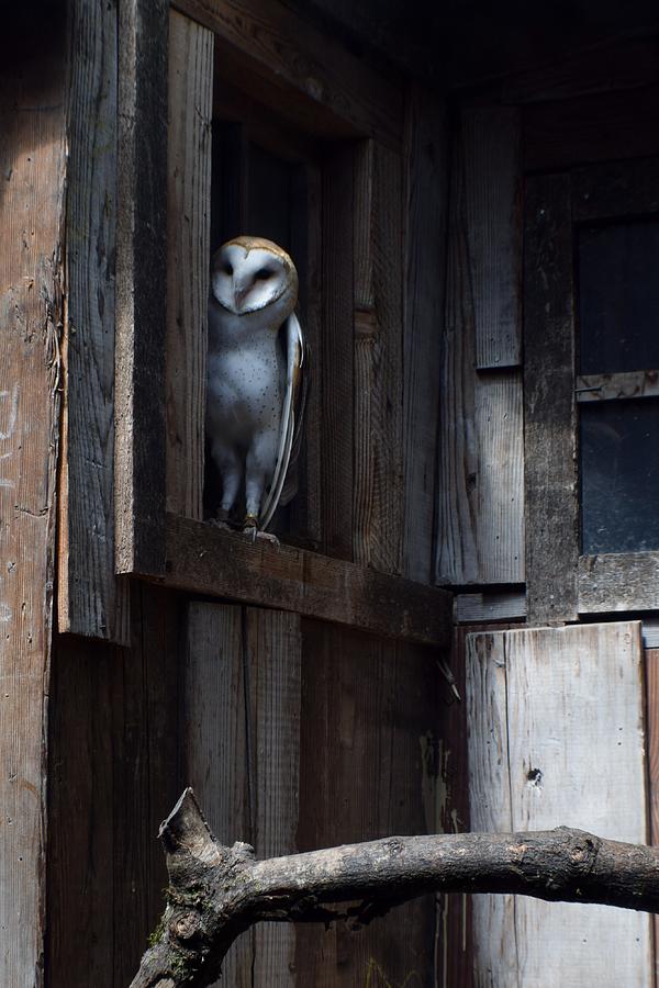 Barn Owl......i See You. Photograph by Jimmy Chuck Smith