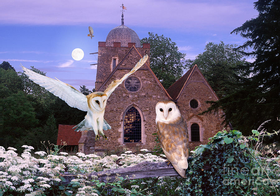 Barn Owls at Albury Church Photograph by Warren Photographic