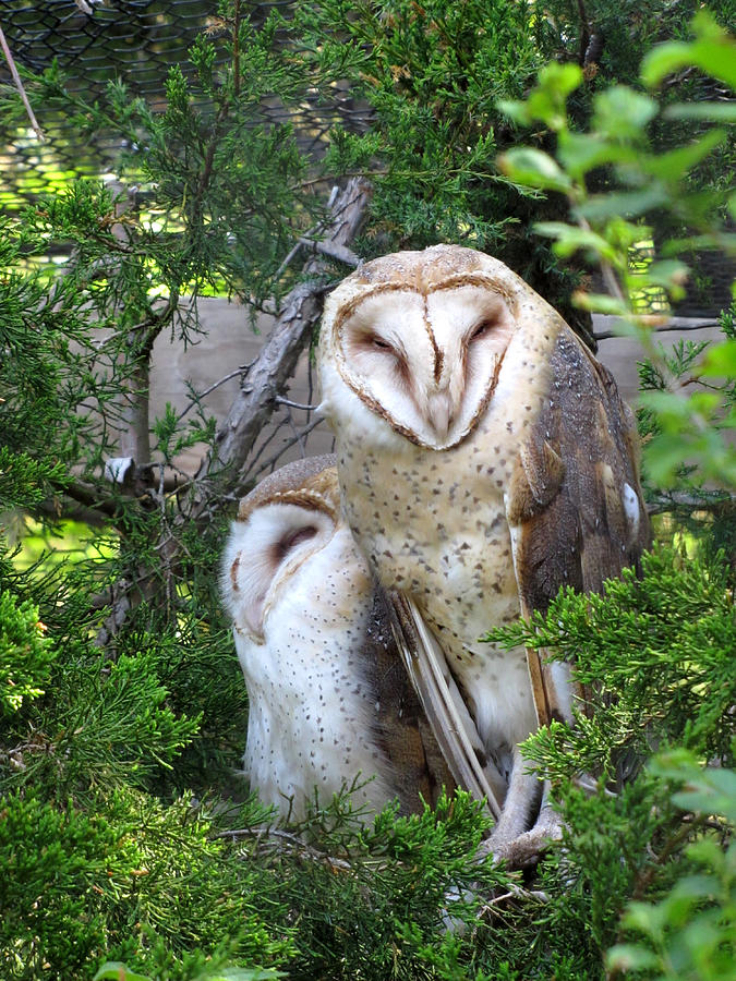 Barn Owls Photograph by George Jones