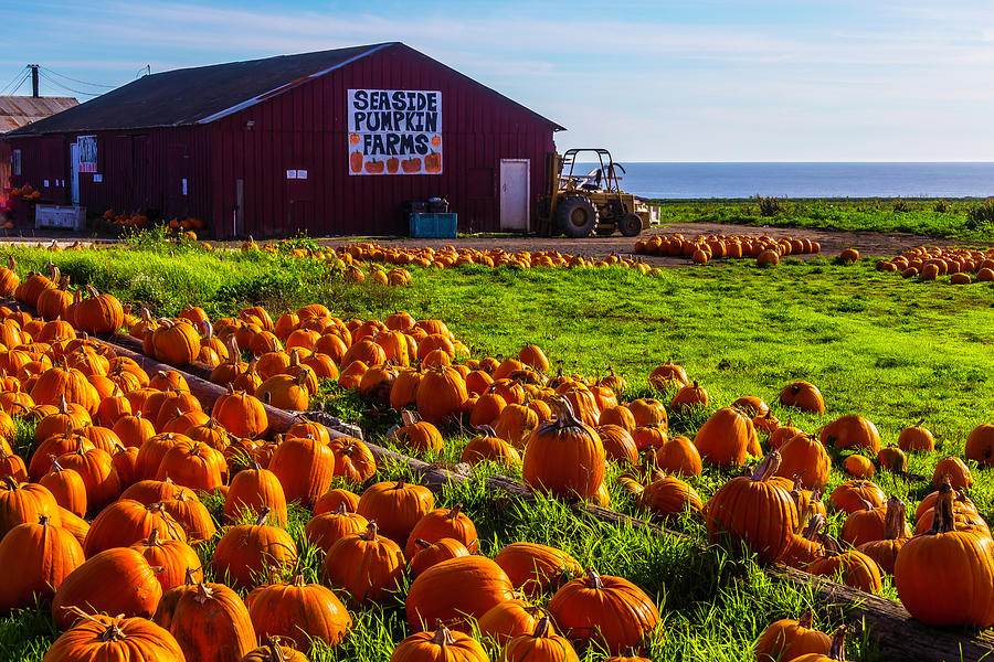Barn Seaside Pumpkin Farms Photograph by Garry Gay