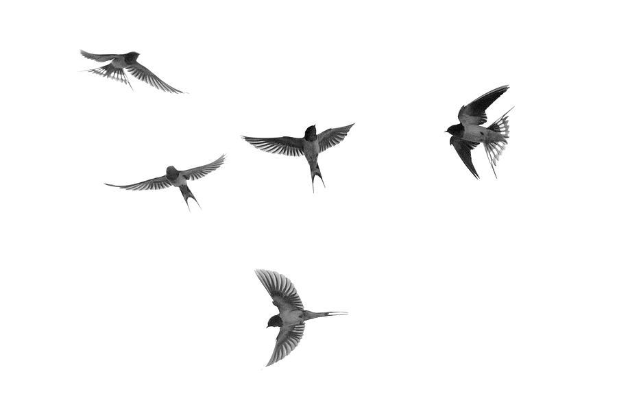 Barn swallow acrobatics in the sky Photograph by Dan Friend