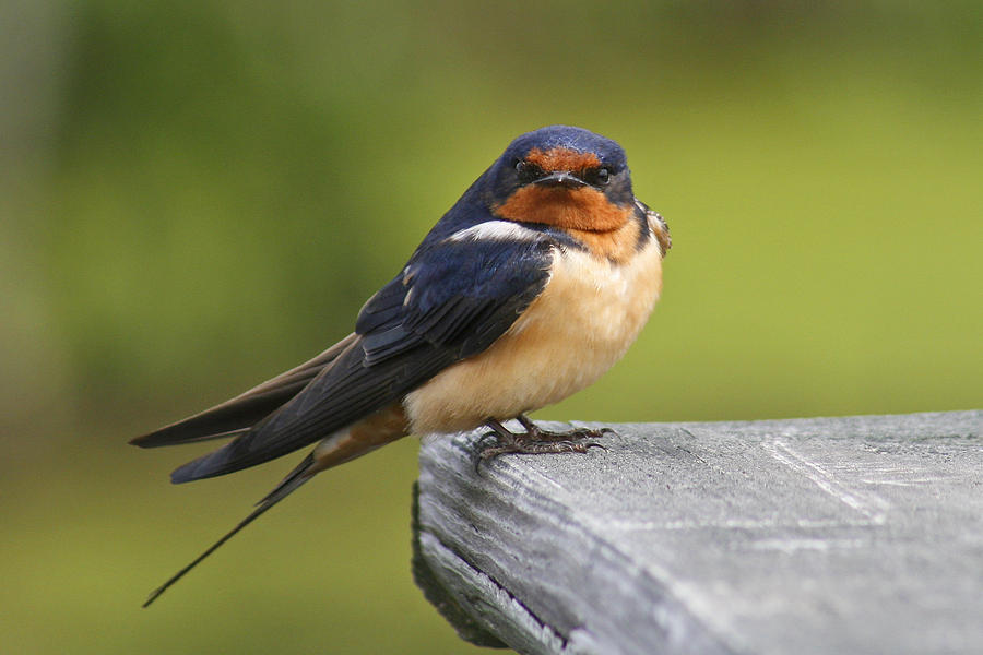 Barn Swallow Photograph