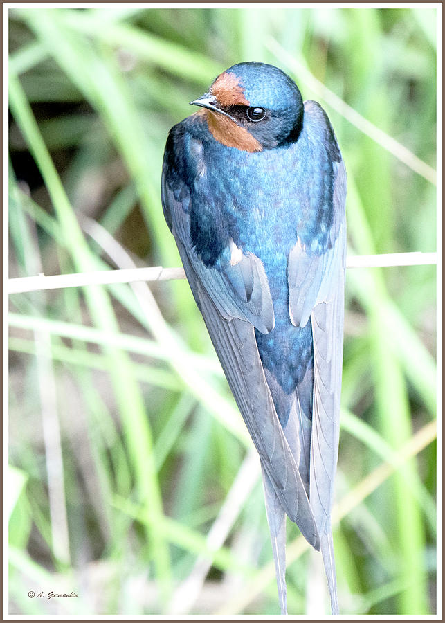 Barn Swallow, Animal Portrait Photograph by A Macarthur Gurmankin