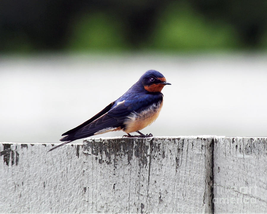 Barn Swallow at Fort Larned Photograph by Catherine Sherman