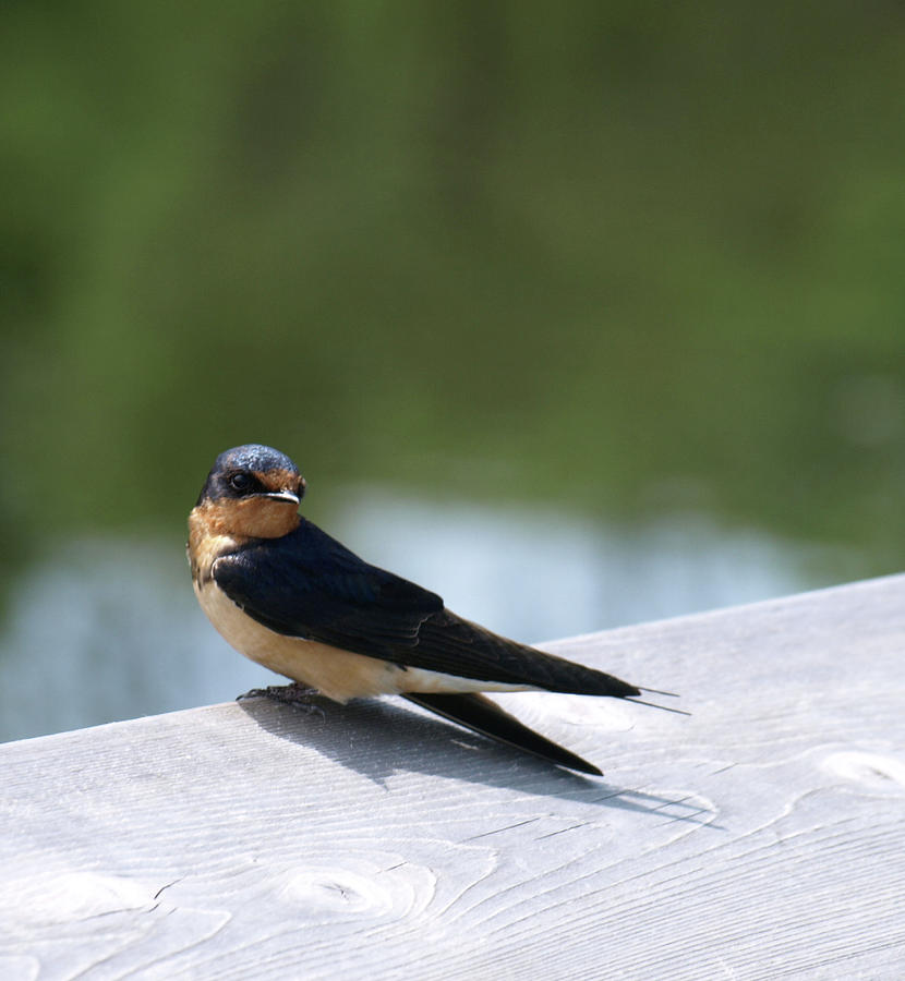 Barn Swallow At Point Pelee Photograph by Barry King - Pixels