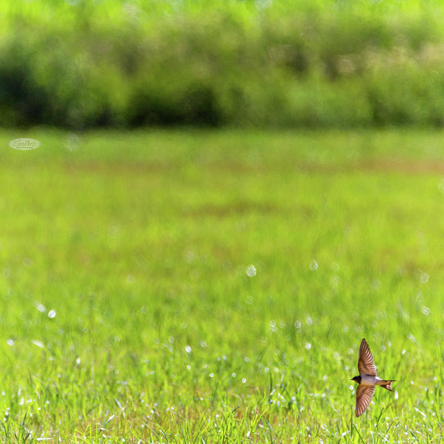 Barn swallow bird flying upon a meadow Photograph by Elenarts - Elena Duvernay photo