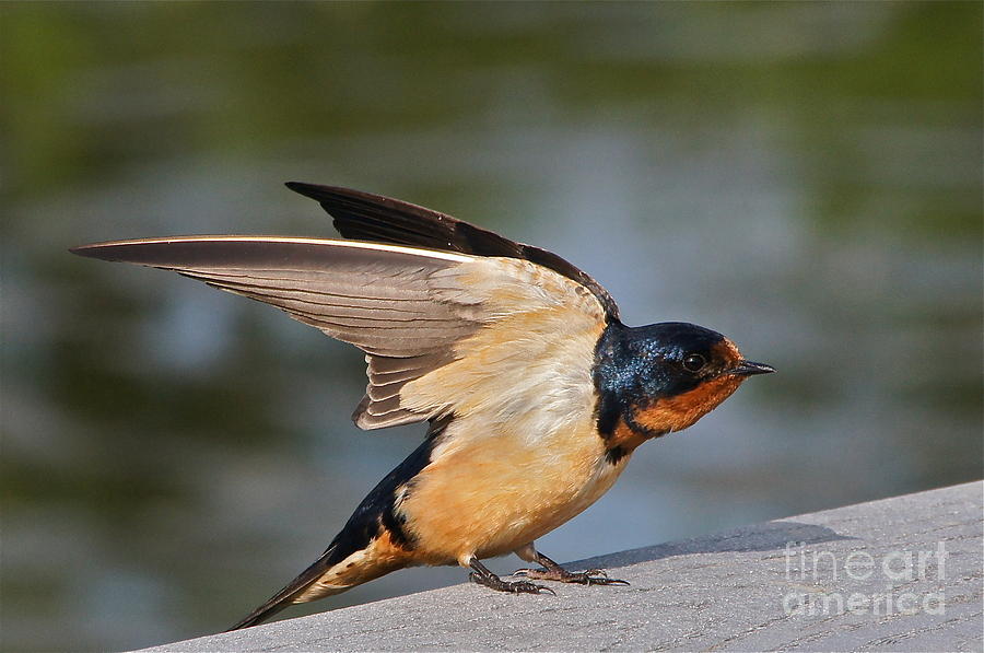 Barn Swallow Photograph by Byron Varvarigos