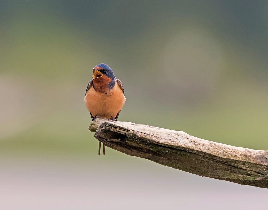 Barn Swallow Calling Photograph by Loree Johnson