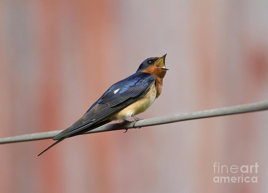 Barn Swallow Calling Photograph by Marie Read