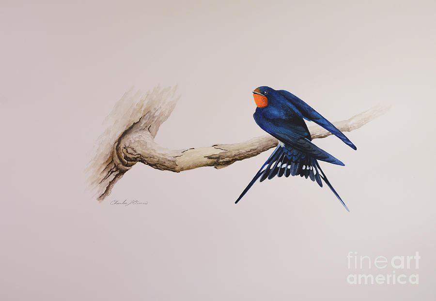Barn Swallow Painting by Charles Owens