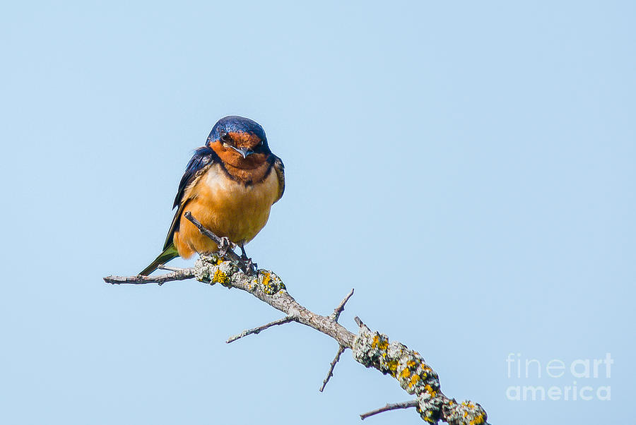 Barn Swallow Photograph by Cheryl Baxter