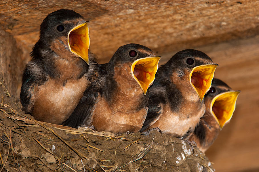 Barn Swallow Chicks Photograph by Jeff Phillippi