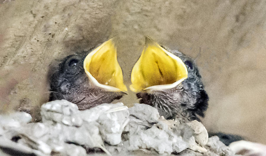 Barn Swallow Chicks Photograph by William Bitman
