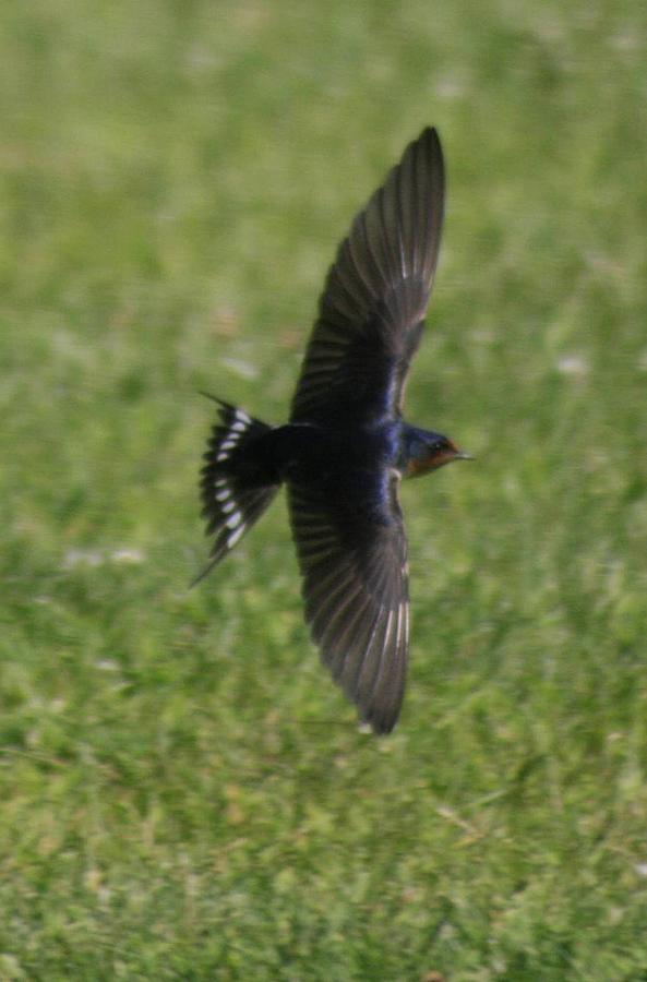 Barn Swallow Photograph by Christopher J Kirby