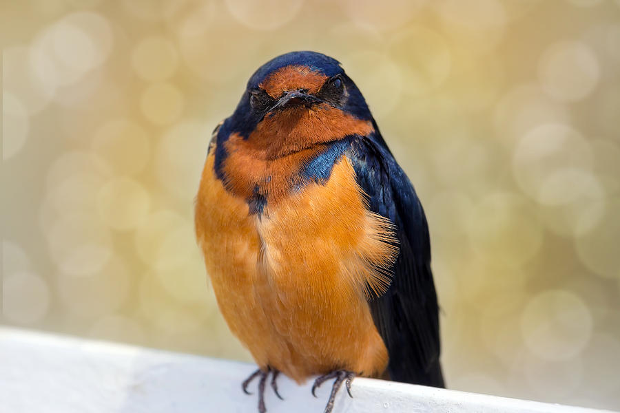 Barn Swallow Photograph by David Gn