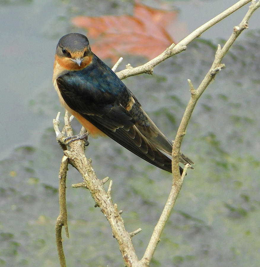 Barn Swallow Photograph by Emmy Vickers
