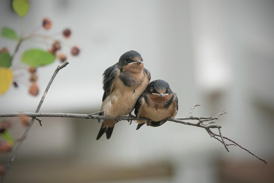 Barn Swallow Fledglings Photograph by Jack Nevitt