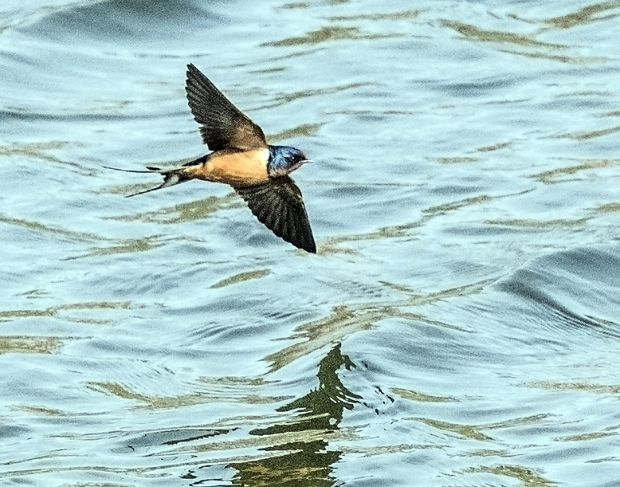 Barn Swallow Flying Above Waves Photograph by William Bitman