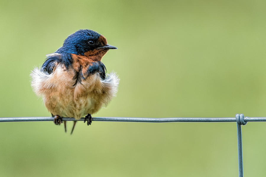 Barn Swallow by Glenn Springer Barn Swallow by Glenn Springer