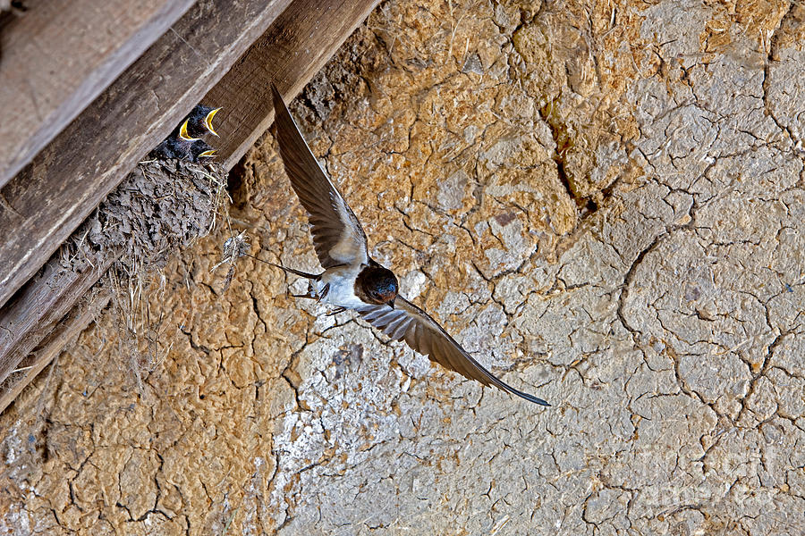 Swallow Photograph - Barn Swallow Hirundo Rustica by Gerard Lacz