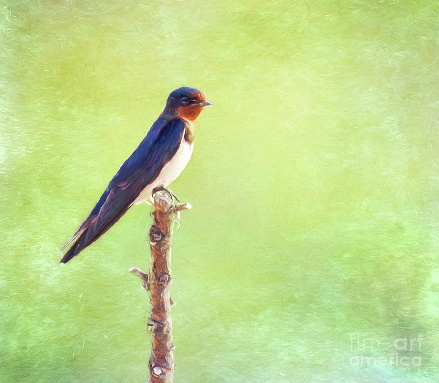 Barn Swallow, Hirundo rustica Digital Art by Liz Leyden