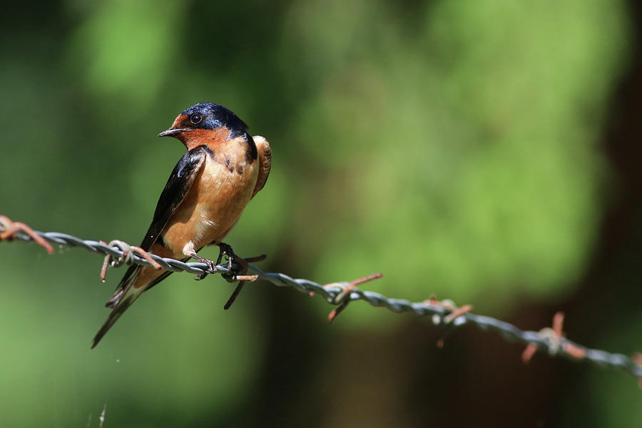 Barn Swallow II Photograph by Carol Montoya