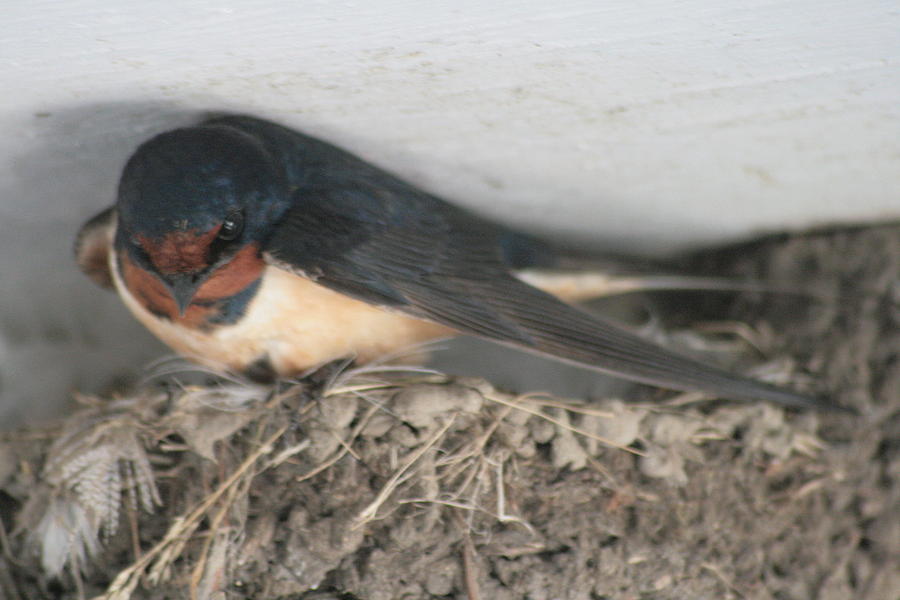 Barn Swallow in Her Nest Photograph by Christopher J Kirby