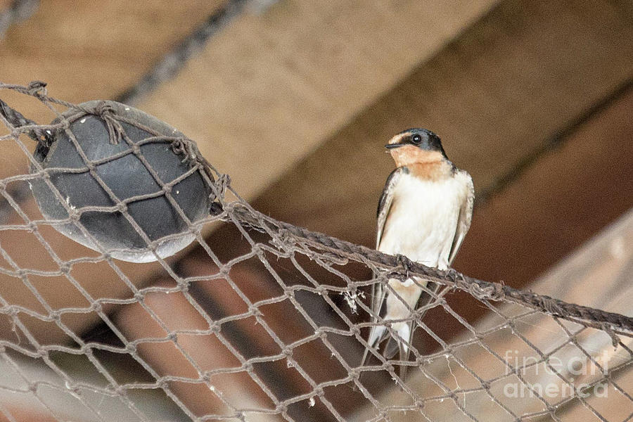 Barn Swallow Inside a Fishing Shop Photograph by Nikki Vig