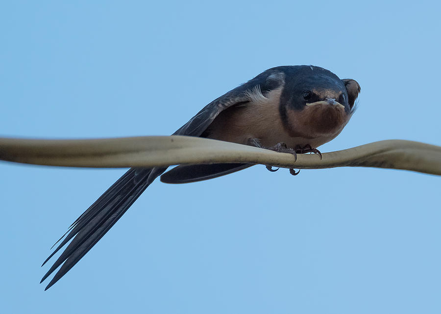 Barn Swallow Photograph by Holden The Moment