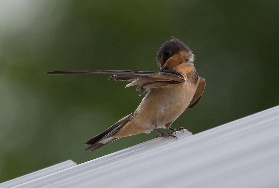 Barn Swallow  Photograph by Holden The Moment