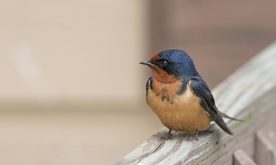Barn Swallow Photograph by Jim Zablotny