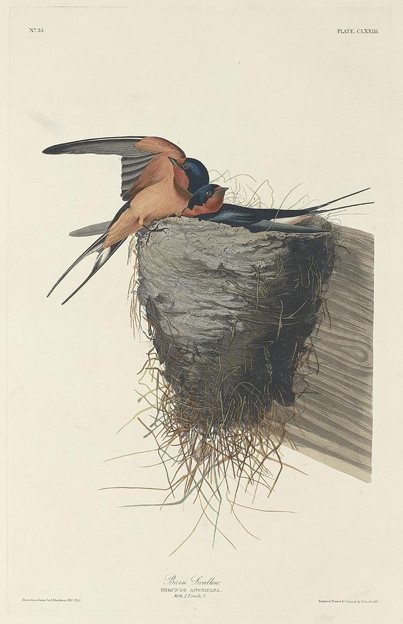 John James Audubon Drawing - Barn Swallow by Dreyer Wildlife Print Collections 