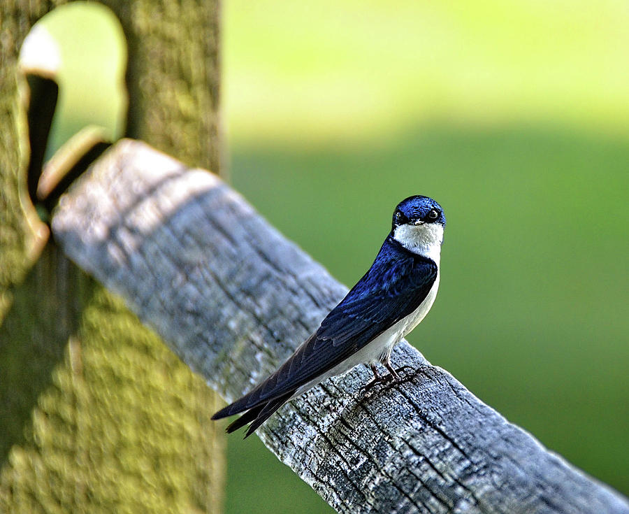 Bird Photograph - Barn Swallow looking angry by Ronda Ryan