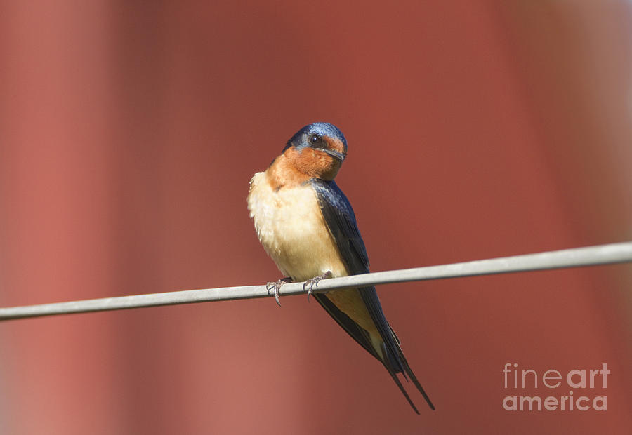 Barn Swallow Photograph by Marie Read