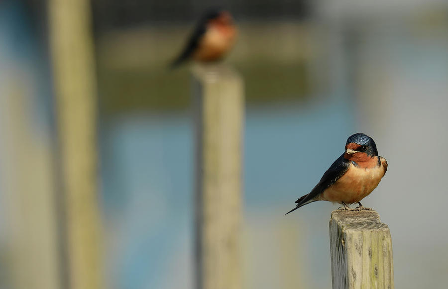 Barn Swallow Photograph - Barn Swallow by Mark Kantner