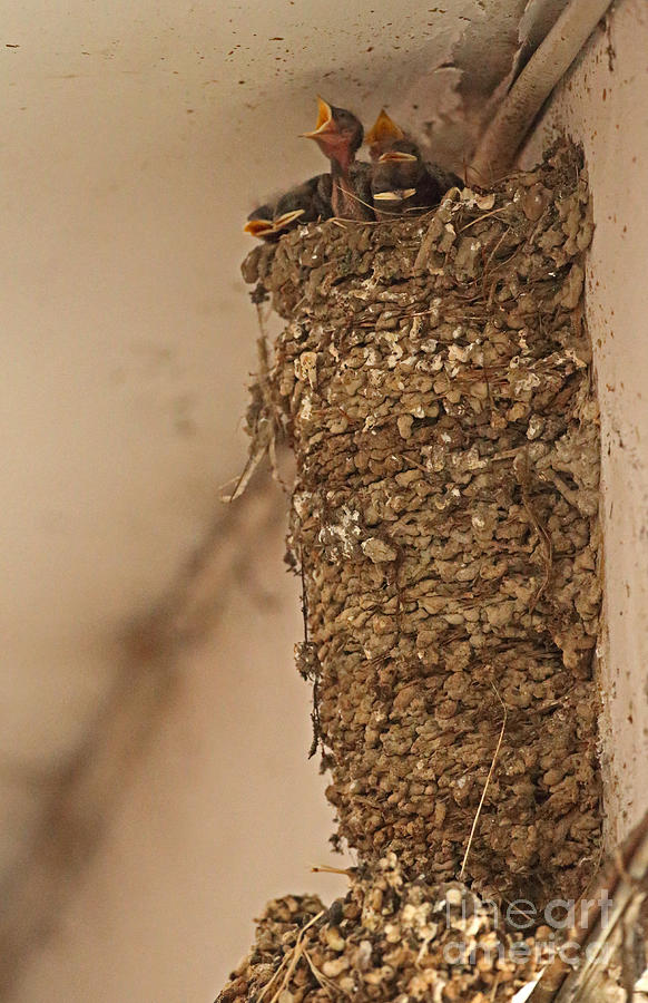 Barn Swallow Nest Photograph By Neil Bowman Flpa