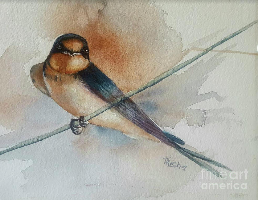 Swallow Painting - Barn swallow by Patricia Pushaw