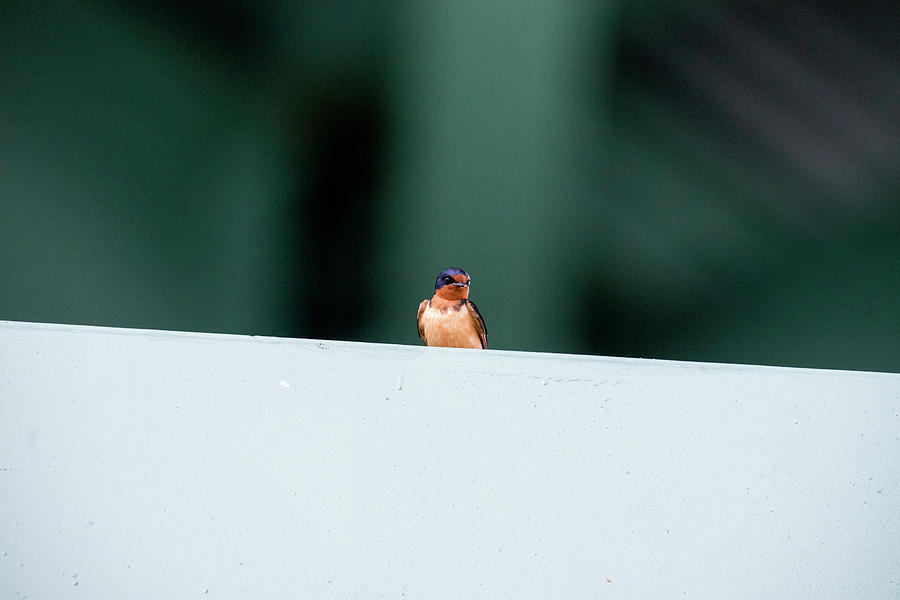 Barn swallow perch on bridge strut Photograph by Dan Friend