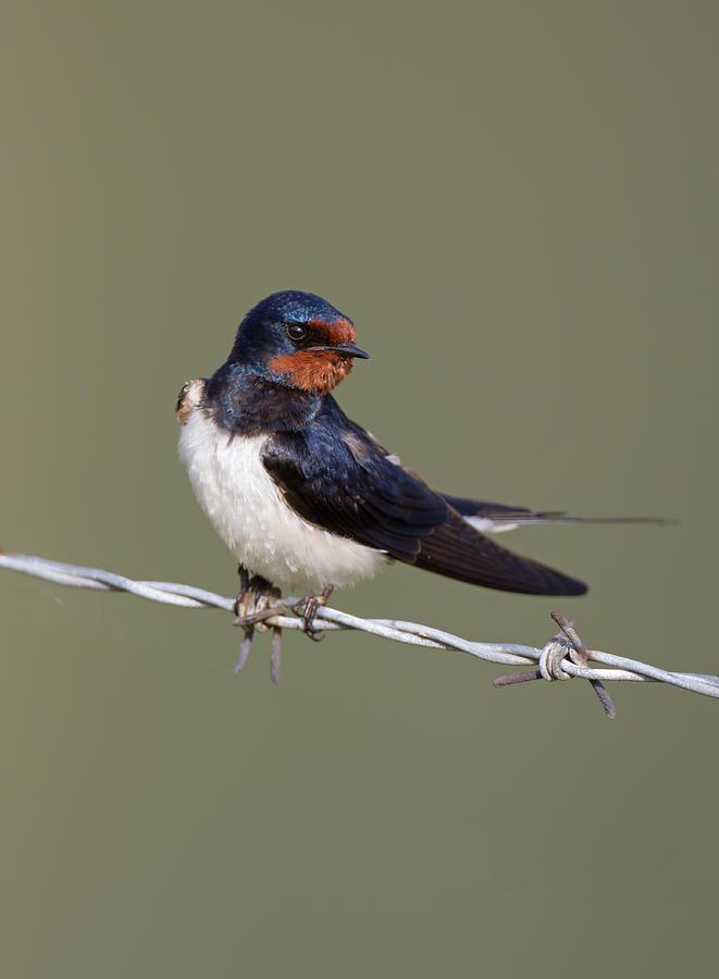 Barn Swallow Photograph by Pete Walkden