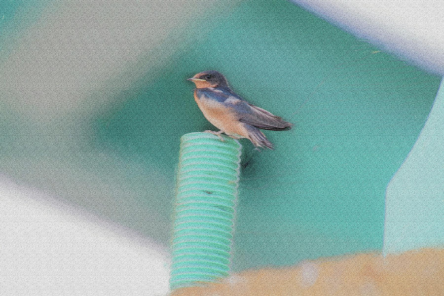 Barn swallow posing on perch....paintography Photograph by Dan Friend