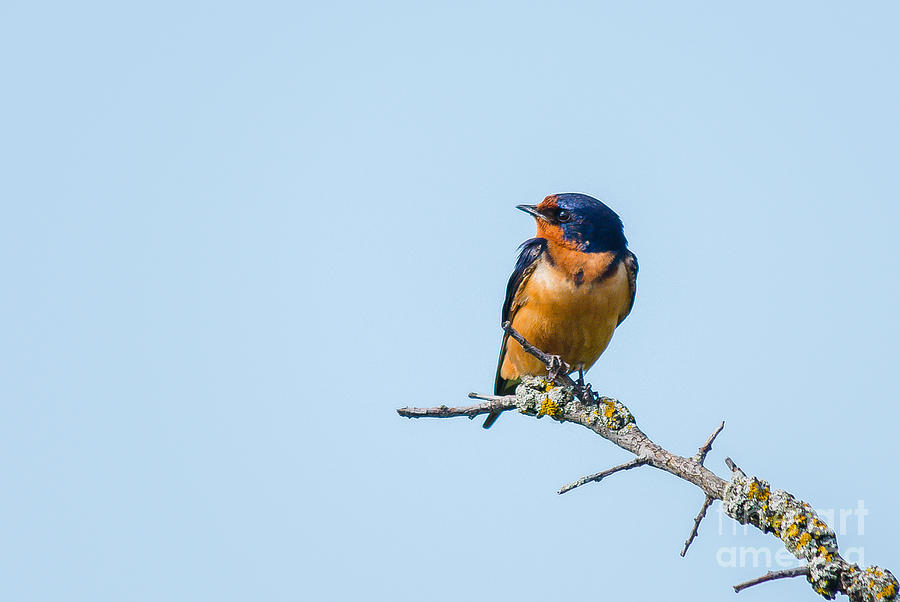 Barn Swallow Profile Photograph by Cheryl Baxter