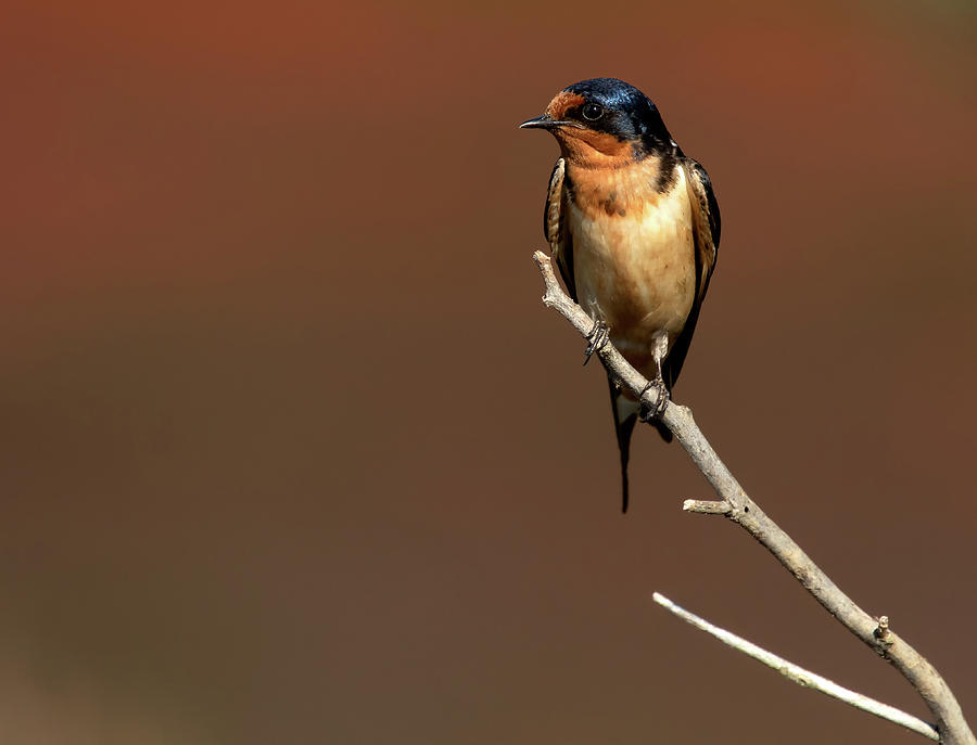 Barn Swallow Repose Photograph by Art Cole